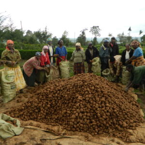 Group harvest Group harvest